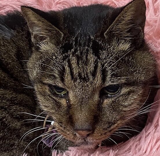 こころみたすペット思い出セレモニーにて葬儀したペットちゃん | レムくん