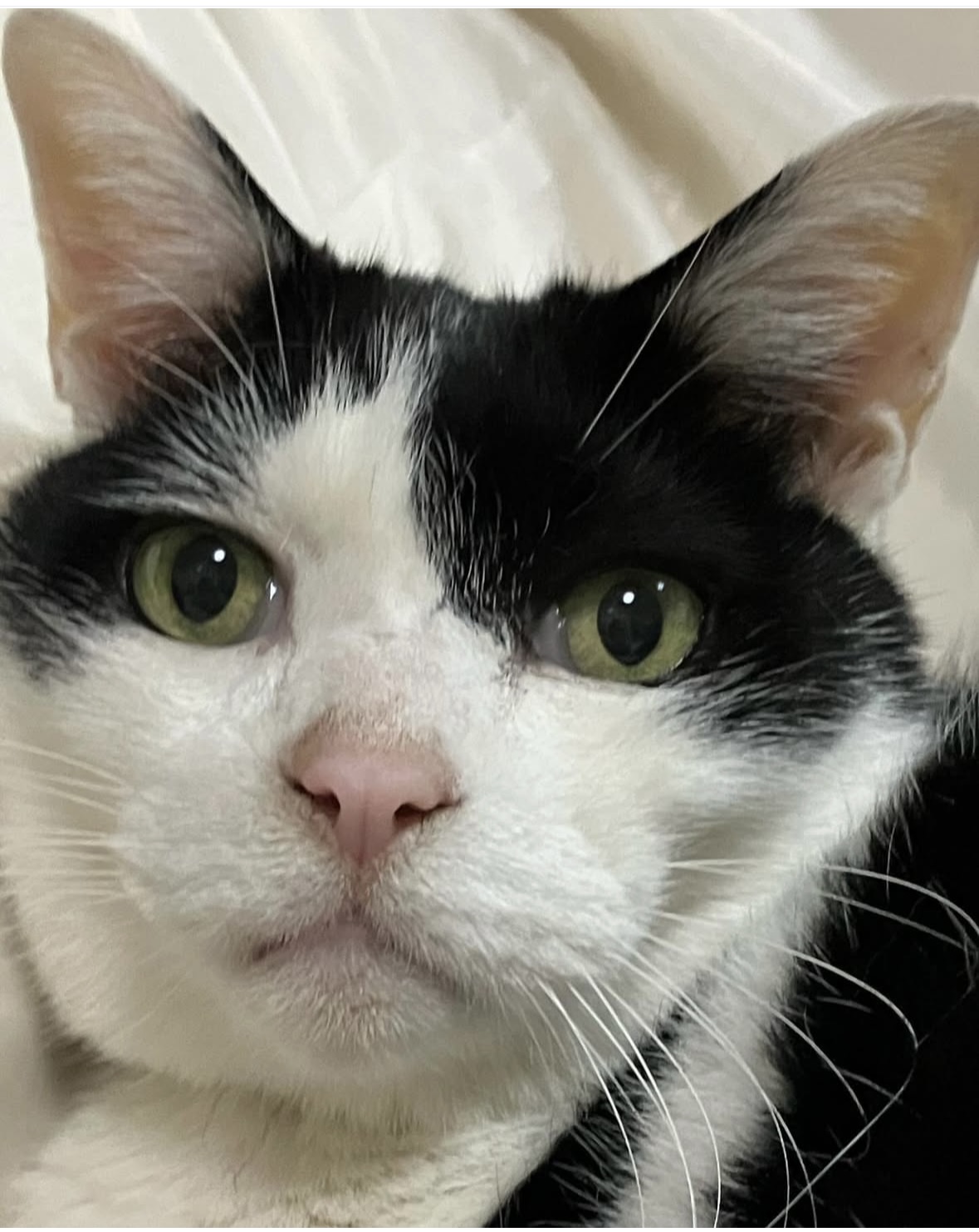 こころみたすペット思い出セレモニーにて葬儀したペットちゃん | ミィーくん