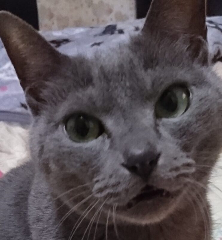 ちぃー子ちゃん | こころみたす ペット思い出セレモニー