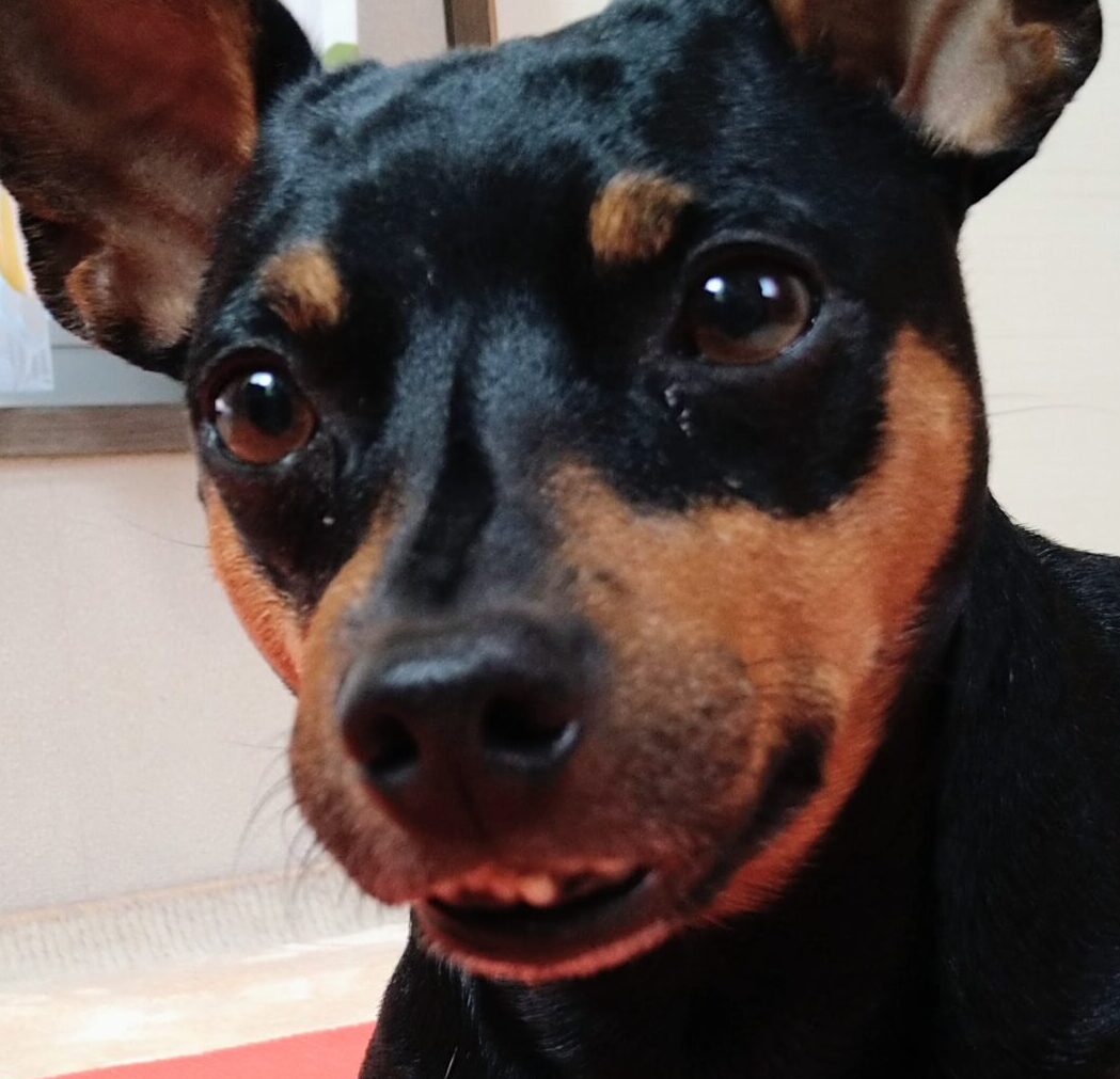 ボルトくん | こころみたす ペット思い出セレモニー