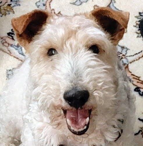 ジローくん | こころみたす ペット思い出セレモニー