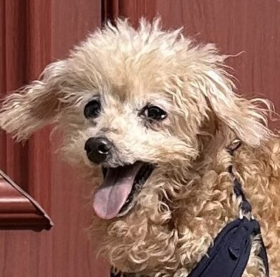 コタくん | こころみたす ペット思い出セレモニー