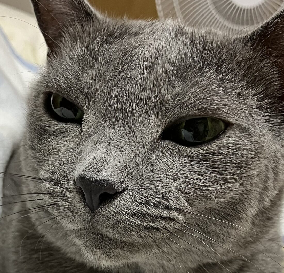 水奈ちゃん | こころみたす ペット思い出セレモニー