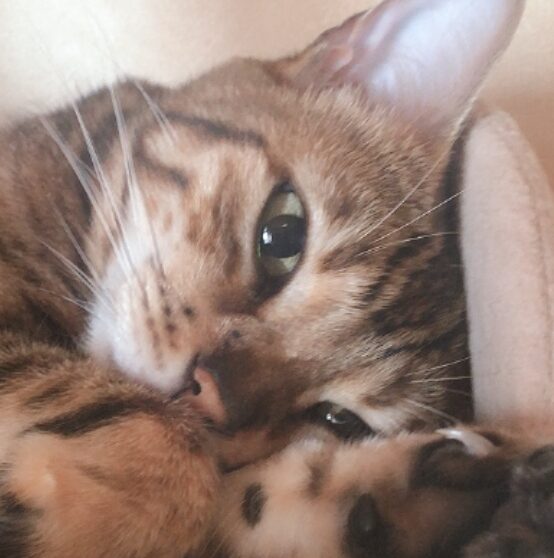 こころみたすペット思い出セレモニーにて葬儀したペットちゃん | こえだちゃん