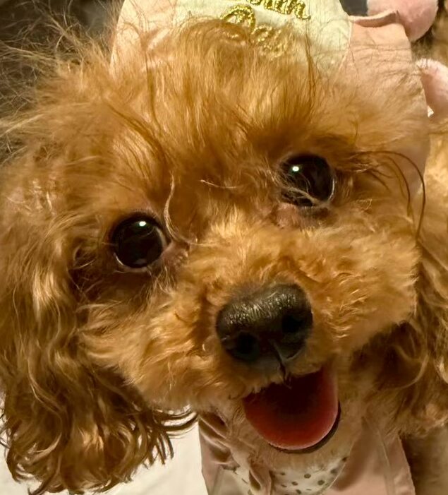 こころみたすペット思い出セレモニーにて葬儀したペットちゃん | メリーモコジェーンちゃん