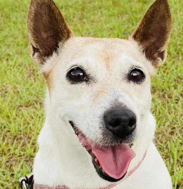 こころみたすペット思い出セレモニーにて葬儀したペットちゃん | 空ちゃん