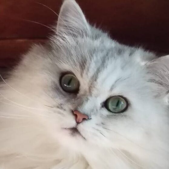 こころみたすペット思い出セレモニーにて葬儀したペットちゃん | チョロスケくん