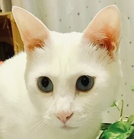 はじめくん | こころみたす ペット思い出セレモニー