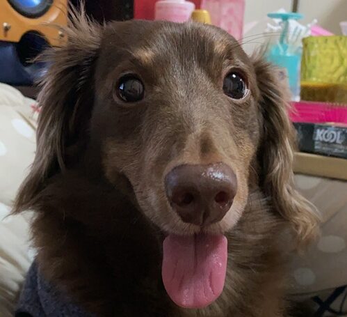 タルトくん | こころみたす ペット思い出セレモニー