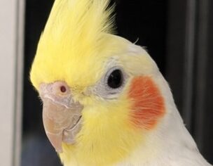 こころみたすペット思い出セレモニーにて葬儀したペットちゃん | にこくん