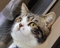 レグくん | こころみたす ペット思い出セレモニー