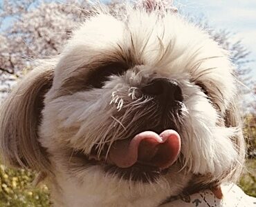 こころみたすペット思い出セレモニーにて葬儀したペットちゃん | 欄ちゃん