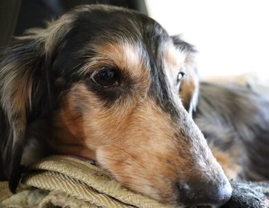 レオくん | こころみたす ペット思い出セレモニー