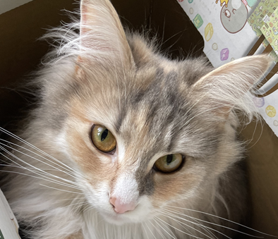 シフォラちゃん | こころみたす ペット思い出セレモニー