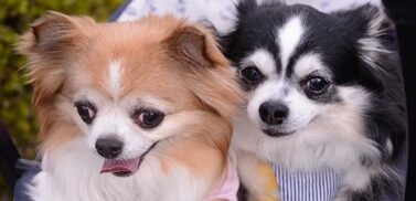 こころみたすペット思い出セレモニーにて葬儀したペットちゃん | ココアくん