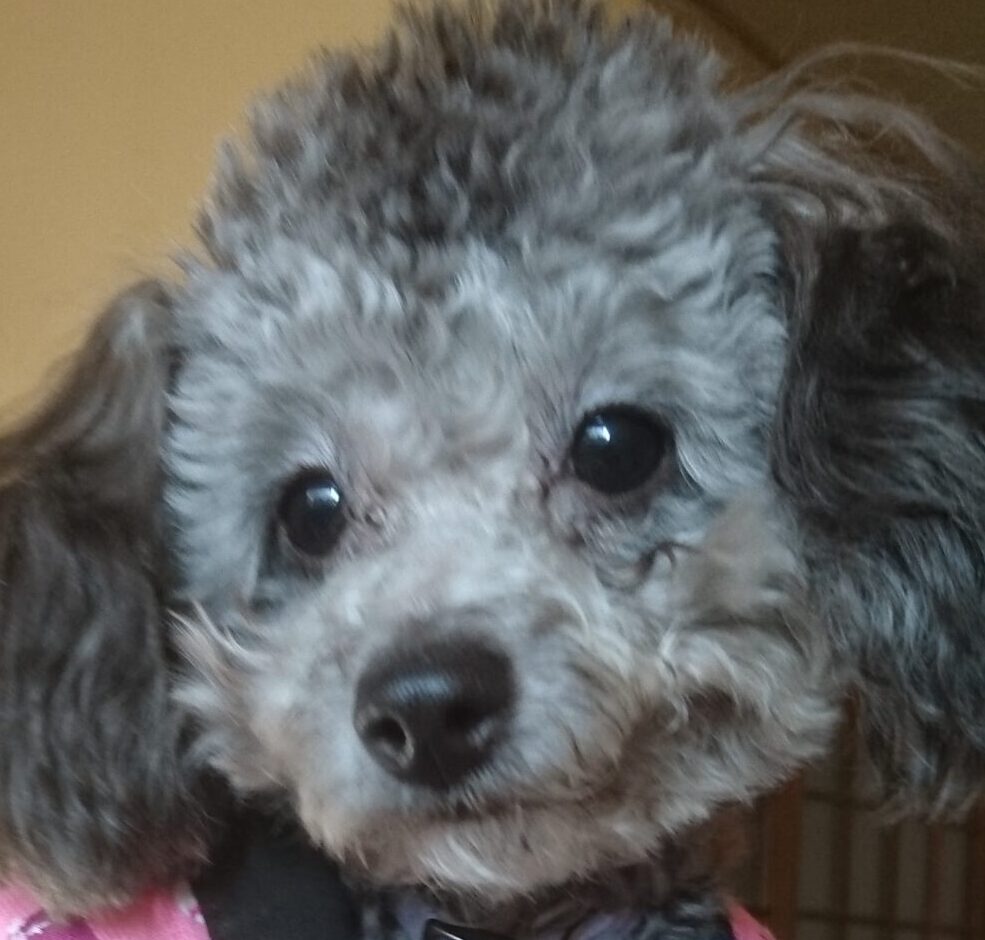 こころみたすペット思い出セレモニーにて葬儀したペットちゃん | 凛ちゃん