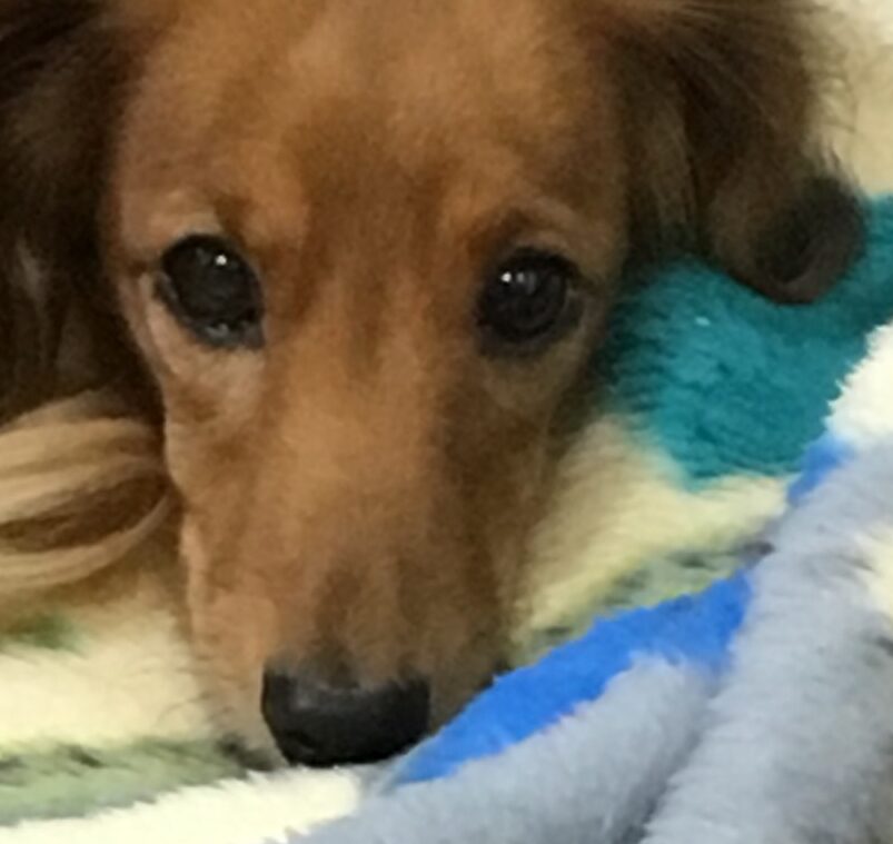 こころみたすペット思い出セレモニーにて葬儀したペットちゃん | あんちゃん