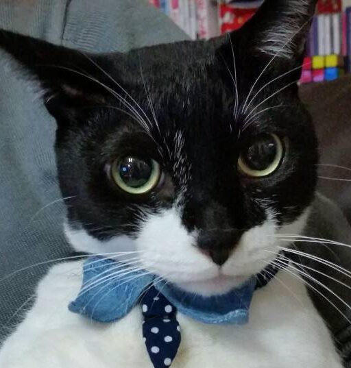 こころみたすペット思い出セレモニーにて葬儀したペットちゃん | ゆずくん