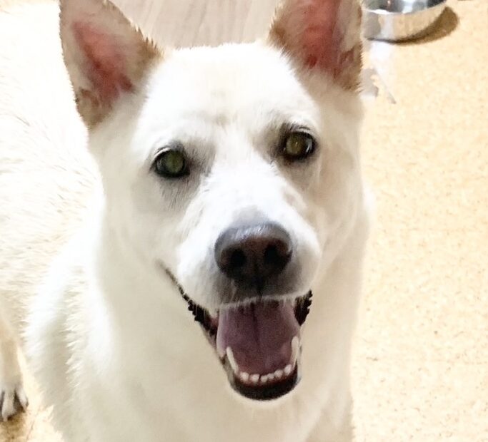 クラウドくん | こころみたす ペット思い出セレモニー