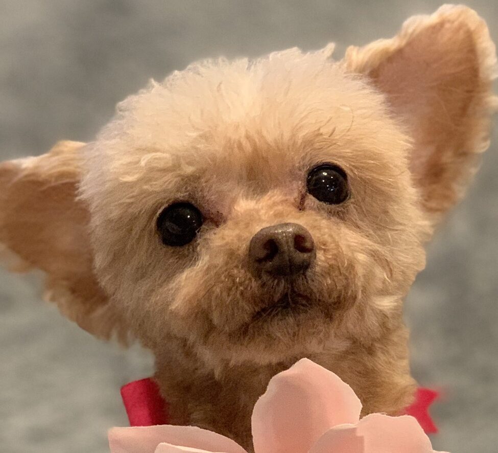 ぷうちゃん | こころみたす ペット思い出セレモニー