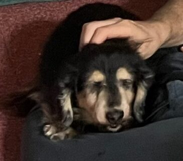 みちやんちゃん | こころみたす ペット思い出セレモニー