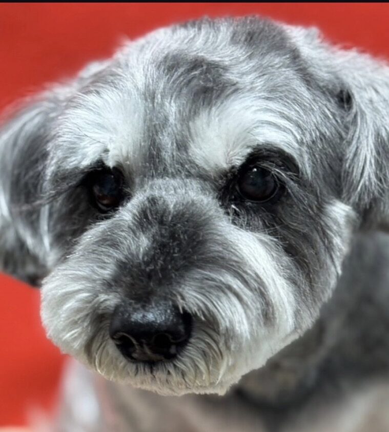 こころみたすペット思い出セレモニーにて葬儀したペットちゃん | ラムちゃん