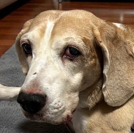 ビー助くん | こころみたす ペット思い出セレモニー