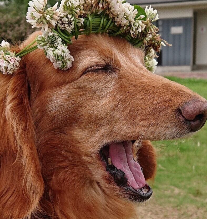 はちべえくん | こころみたす ペット思い出セレモニー