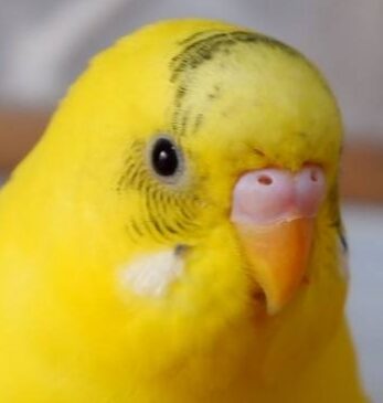 こころみたすペット思い出セレモニーにて葬儀したペットちゃん | ポポくん