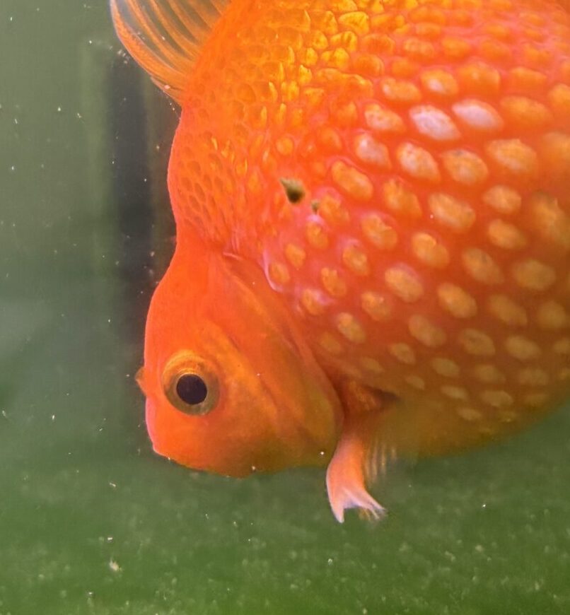 こころみたすペット思い出セレモニーにて葬儀したペットちゃん | ポンポンちゃん