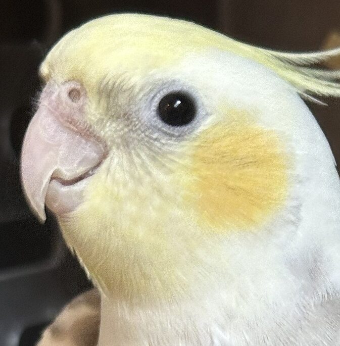 こころみたすペット思い出セレモニーにて葬儀したペットちゃん | チロルくん