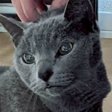 こころみたすペット思い出セレモニーにて葬儀したペットちゃん | ナイルくん