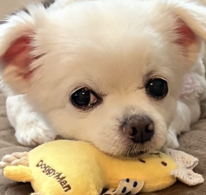 こころみたすペット思い出セレモニーにて葬儀したペットちゃん | ぷっちくん