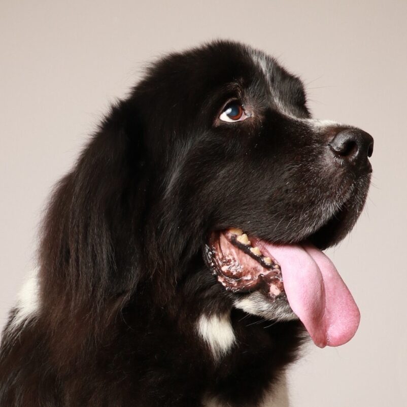 こころみたすペット思い出セレモニーにて葬儀したペットちゃん | ビアンカちゃん