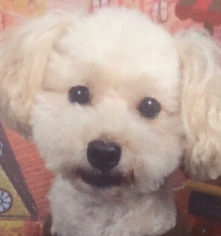 こころみたすペット思い出セレモニーにて葬儀したペットちゃん | ココくん