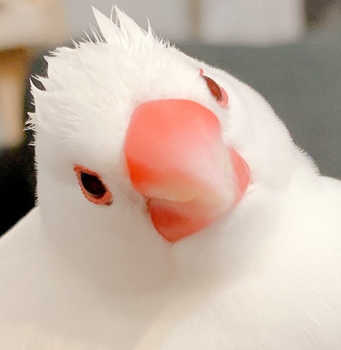 おこめちゃん | こころみたす ペット思い出セレモニー