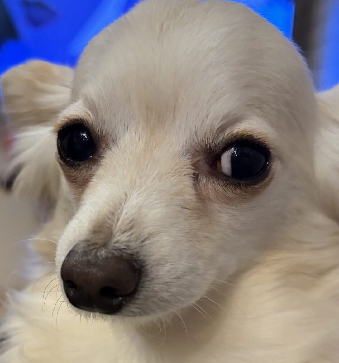 まつりちゃん | こころみたす ペット思い出セレモニー