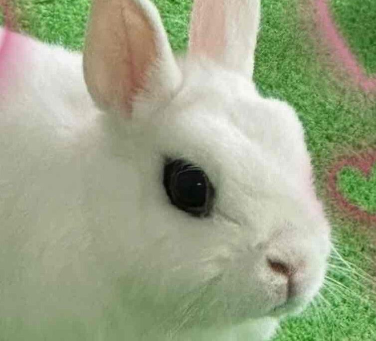 パールちゃん | こころみたす ペット思い出セレモニー