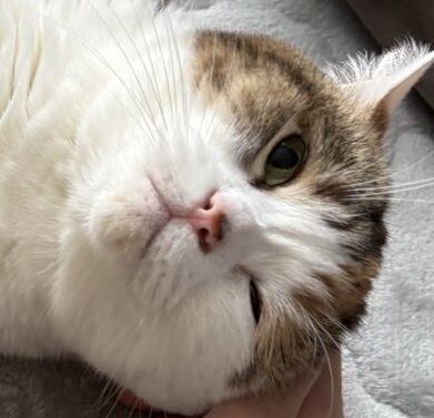 こむぎちゃん | こころみたす ペット思い出セレモニー