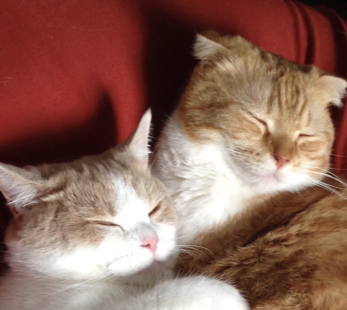 こころみたすペット思い出セレモニーにて葬儀したペットちゃん | いちくん