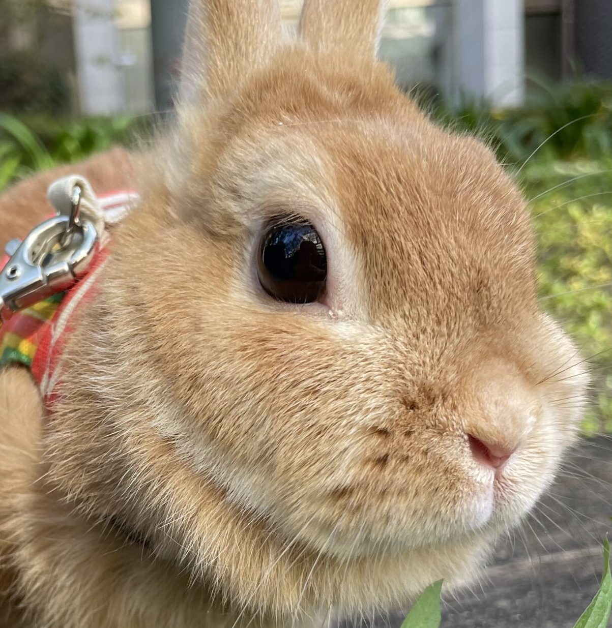 こころみたすペット思い出セレモニーにて葬儀したペットちゃん | ぽぷ子ちゃん