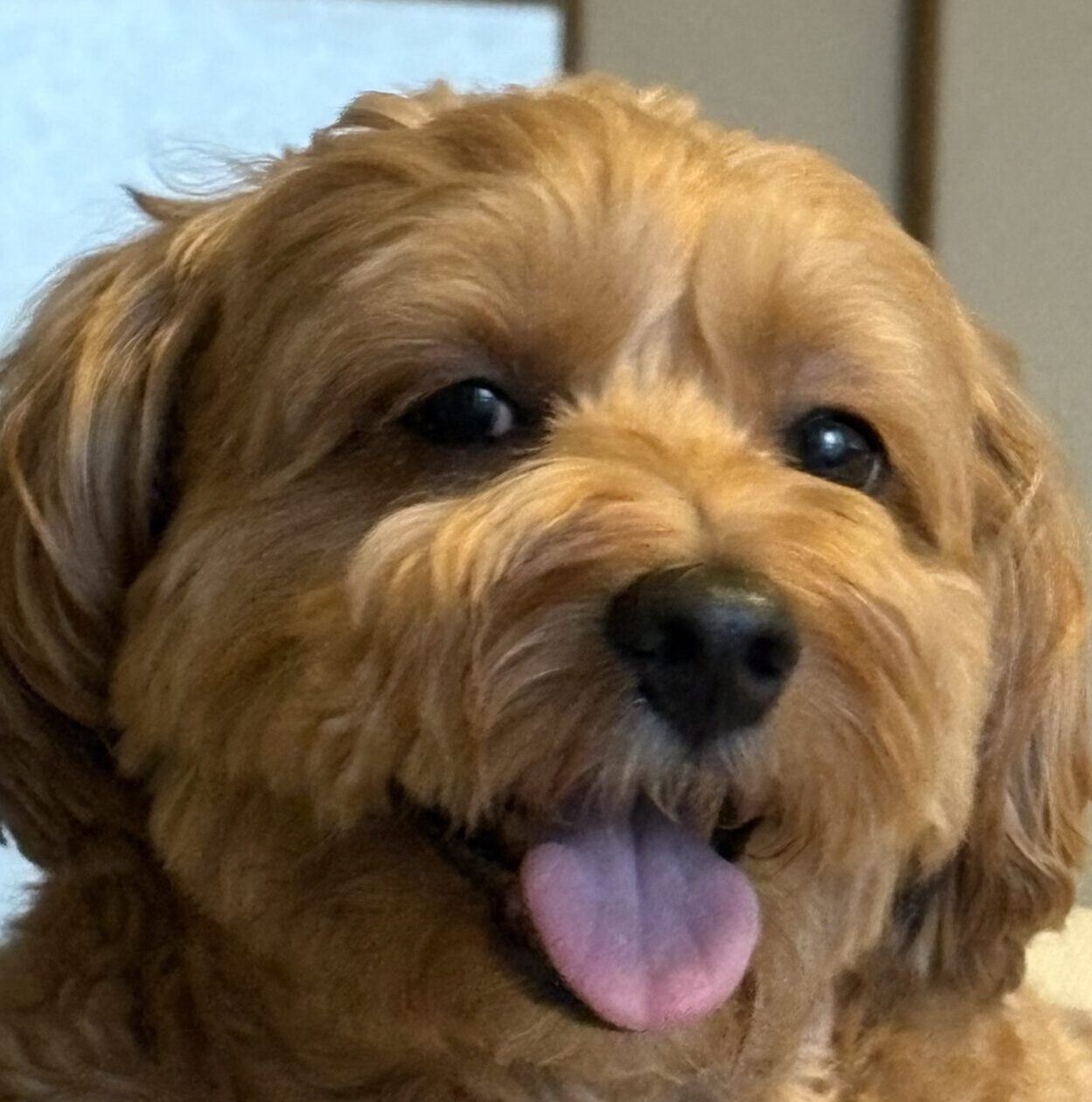 こころみたすペット思い出セレモニーにて葬儀したペットちゃん | ルクくん