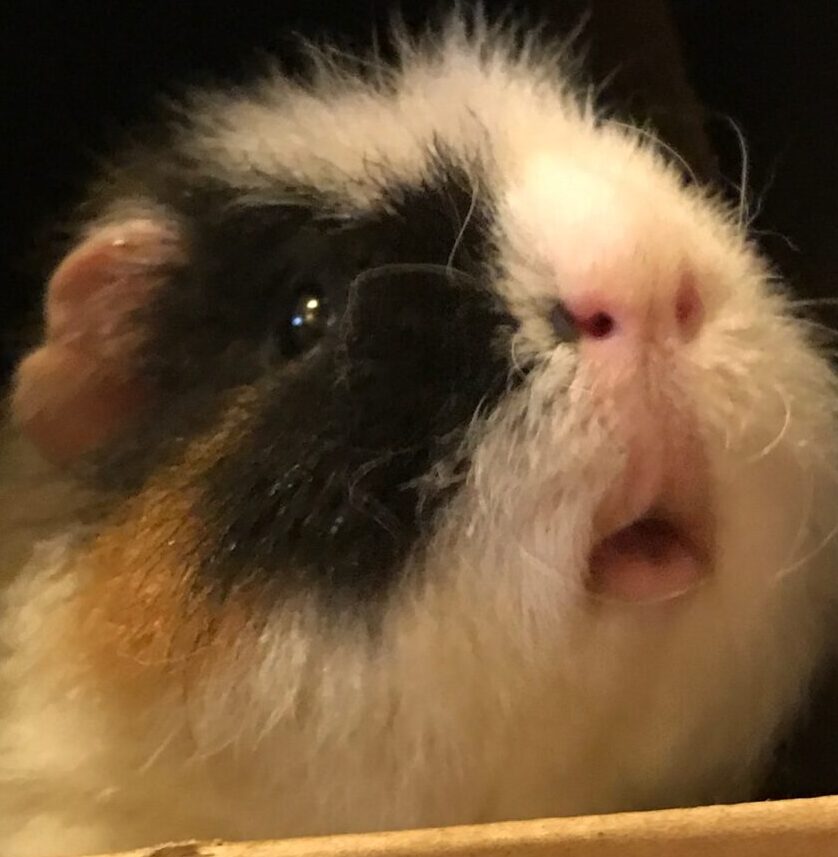 こころみたすペット思い出セレモニーにて葬儀したペットちゃん | コロモくん