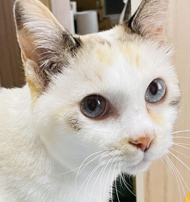 ユキちゃん | こころみたす ペット思い出セレモニー