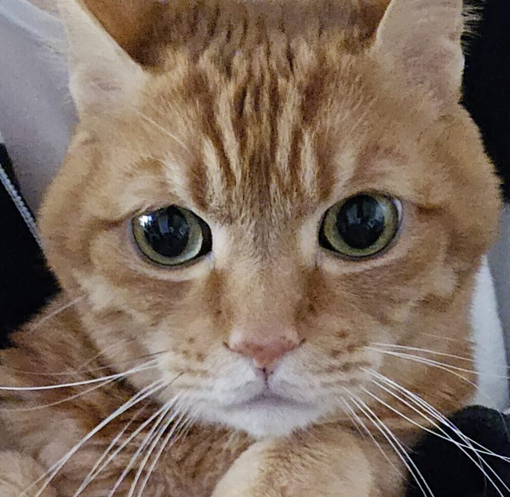 こころみたすペット思い出セレモニーにて葬儀したペットちゃん | フェイトくん