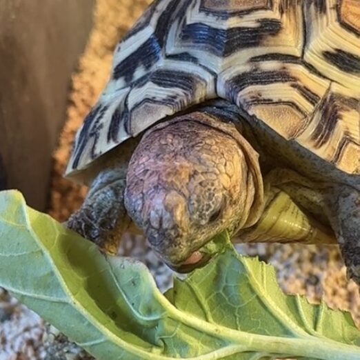 こころみたすペット思い出セレモニーにて葬儀したペットちゃん | ミルくん