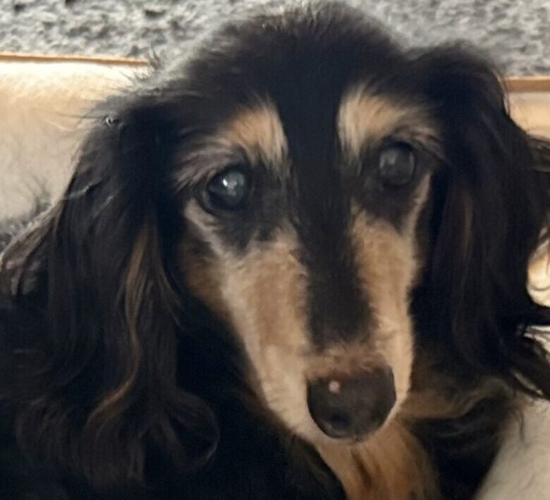 えくぼちゃん | こころみたす ペット思い出セレモニー