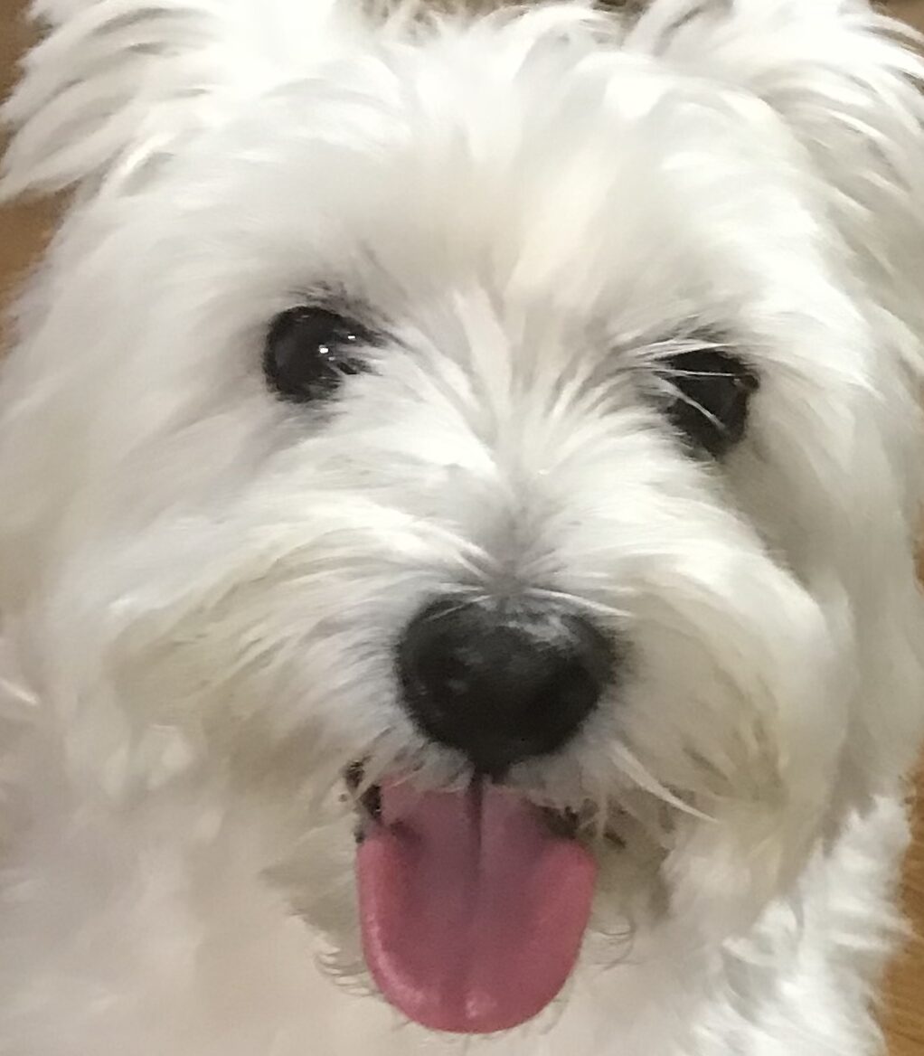 リリーちゃん | こころみたす ペット思い出セレモニー