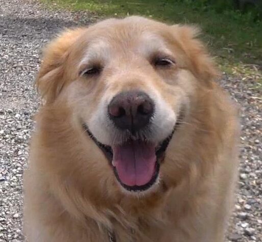 こころみたすペット思い出セレモニーにて葬儀したペットちゃん | ここちゃん