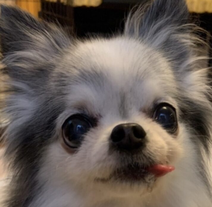 ちっぷちゃん | こころみたす ペット思い出セレモニー